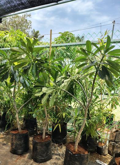 Others image of 2000.0 Sq.ft   Commercial Plot for rent in Khandale for 15000