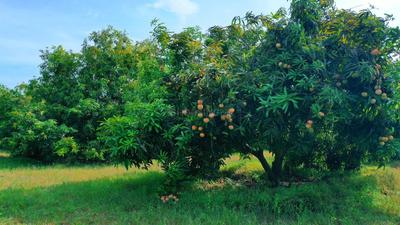 Others image of 4840.0 Sq.ft   Commercial Plot for sale in Chevella for 24000000