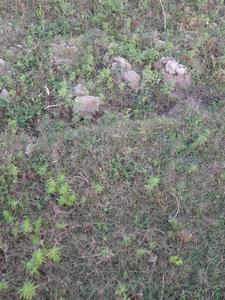 Others image of 500.0 Sq.ft   Commercial Plot for sale in Pandav Nagar for 500000