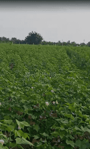 Commercial Plot
