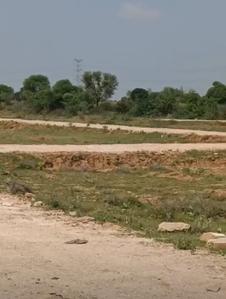 Commercial Plot