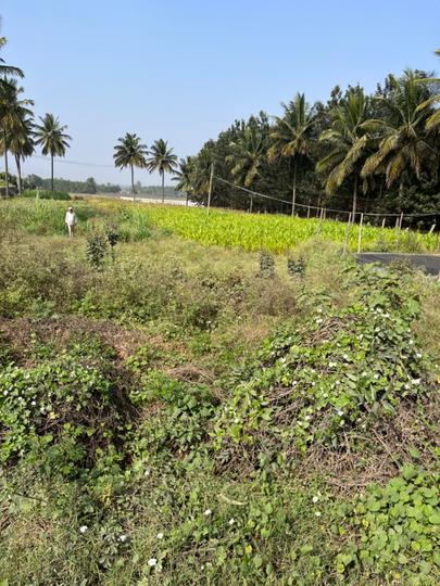 Others image of 47000.0 Sq.ft   Commercial Plot for rent in Malur for 150000