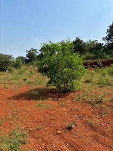 Others image of 1000.0 Sq.ft pre-leased Commercial Plot for sale in Pen for 600000