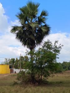 Others image of 4350.0 Sq.ft   Commercial Plot for rent in Kuruda for 20000