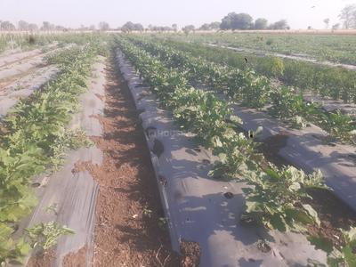 Commercial Plot
