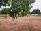 Others image of 605.0 Sq.ft   Commercial Plot for sale in Vada for 450000