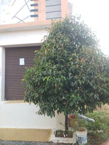 Others image of 100.0 Sq.ft  Ready to use Office Space for rent in Veerappanchatram for 5000