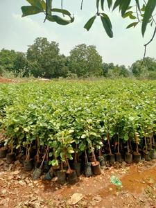 Others image of 10890.0 Sq.ft   Commercial Plot for sale in Mangalam for 900000