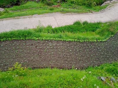 Commercial Plot