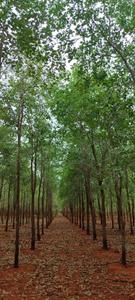 Others image of 43590.0 Sq.ft   Commercial Plot for sale in Tiruchanur for 3400000