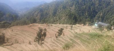 Others image of 107639.0 Sq.ft   Commercial Plot for sale in Balun for 150000000