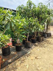 Others image of 2000.0 Sq.ft   Commercial Plot for rent in Khandale for 15000