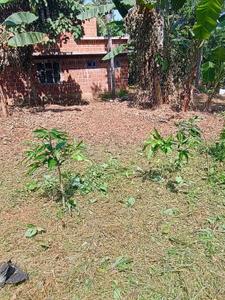 Commercial Plot
