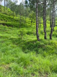 Commercial Plot