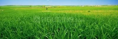 Others image of 13650.0 Sq.ft   Commercial Property for sale in Gosainganj for 5000000