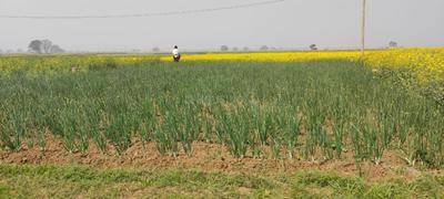 Commercial Plot