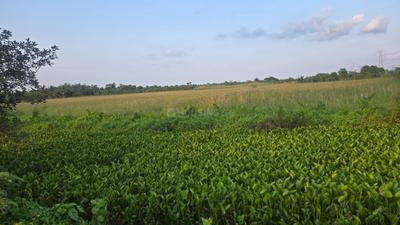 Others image of 273640.0 Sq.ft   Commercial Plot for sale in Samukpota for 38000000