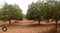Others image of 13068.0 Sq.ft   Commercial Plot for sale in Kapadia Chal for 4800000
