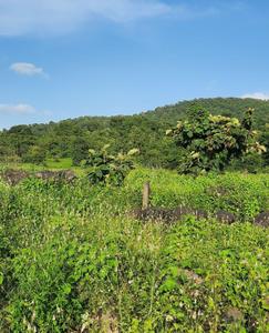 Others image of 217800.0 Sq.ft   Commercial Plot for sale in Naigaon East for 440000000