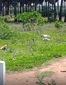 Others image of 43600.0 Sq.ft   Commercial Plot for sale in Nenmeli for 12500000