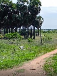 Others image of 43600.0 Sq.ft   Commercial Plot for sale in Nenmeli for 12500000