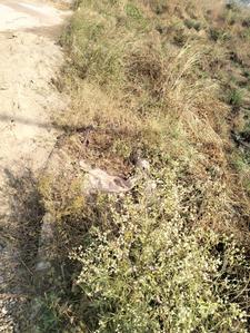 Others image of 4900.0 Sq.ft   Commercial Plot for sale in Barwala for 10000000