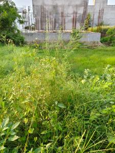 Commercial Plot