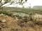 Outside View image of 43560.0 Sq.ft   Commercial Plot for sale in New Kurul for 40000000