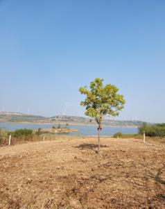 Commercial Plot