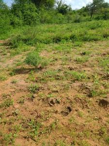 Commercial Plot