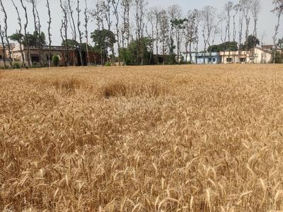 Others image of 50000.0 Sq.ft Commercial Plot for rent in Selakui for 35000