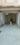 Others image of 297.0 Sq.ft   Shop for rent in Chandlodia for 18000