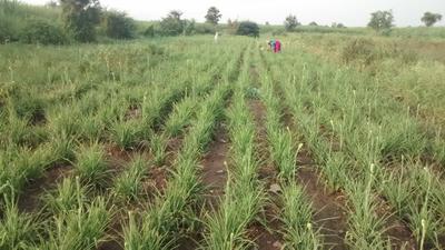 Others image of 20000.0 Sq.ft Commercial Plot for rent in Manjari Khurd for 30000