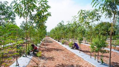 Residential Lands for Sale in USM Rush Greens