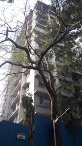 Project Image of 800 Sq.ft 2 BHK Apartment / Flat for sale in Borivali West for Rs. 19500000