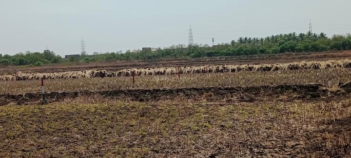 Gallery Cover Pic of Plot Wale Chirle