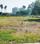 Gallery Cover Pic of Elephantine Bliss In The Town Phase II