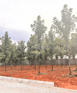 Residential Lands for Sale in Tula Rhythm Of Earth