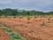 Gallery Cover Pic of Sahasra Mango Garden Phase 1