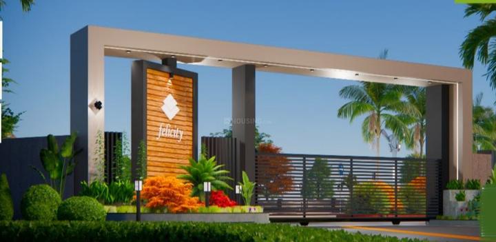 Harsh Felicity Main Image 1