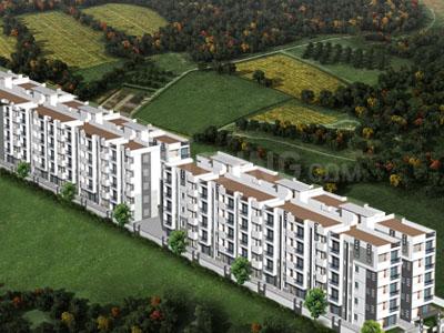 Sai White Midas More Images 1