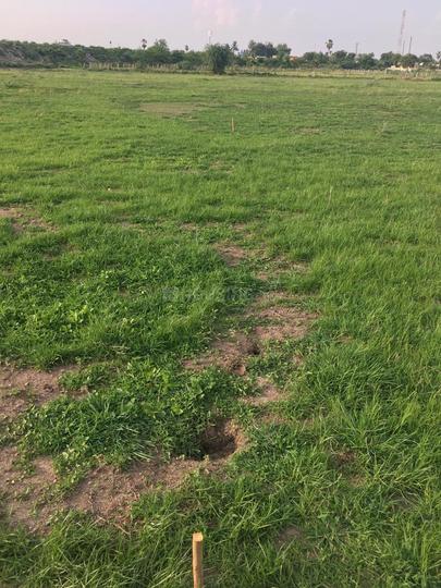 Gallery Cover Pic of Indo Capital Crown