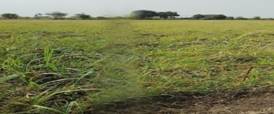 Residential Lands for Sale in Anthems Ashirwad Palace