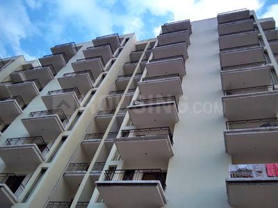 Cosmos Pine Main Image 1