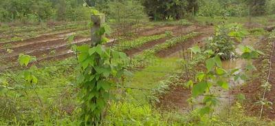 Residential Lands for Sale in Disha Nirvana Farms