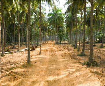 Residential Lands for Sale in Viva Farms