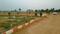 Sizzle Park Fields Elevation 1