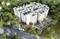 Vaishno Greens Elevation 1