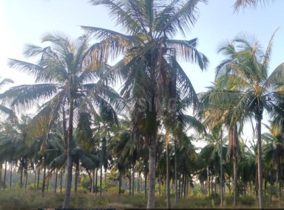 Gallery Cover Pic of Indiabuild Artemis Address Phase 2