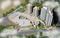 West Pioneer Metro Grande Tower C And D Images for Elevation of West Pioneer Metro Grande Tower CAndD 1